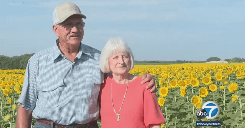 Man surprises wife with 1.2 million sunflowers planted across 80 acres for their 50th anniversary