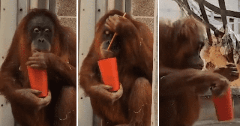 Zookeeper helps cure pregnant orangutan's morning sickness by providing soothing tea