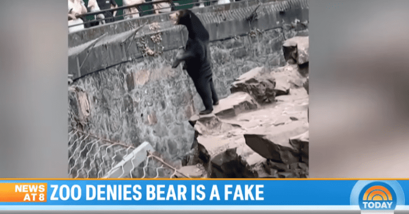 Sun bears are real and not people in costume pretending to be bears, claims zoo in China