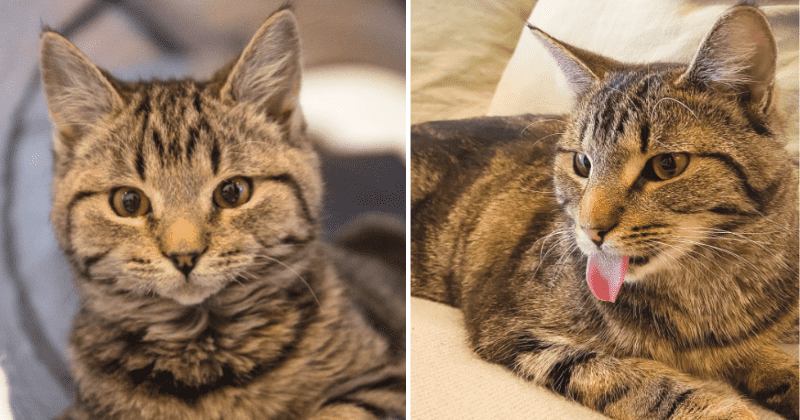 Cat cafe posts hilarious disclaimer about muffin-stealing feline for customers: 'It WILL hurt'