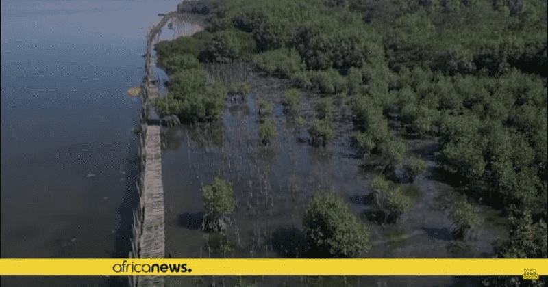 Harmful landfills are being converted to mangrove forests in an attempt to reverse global warming