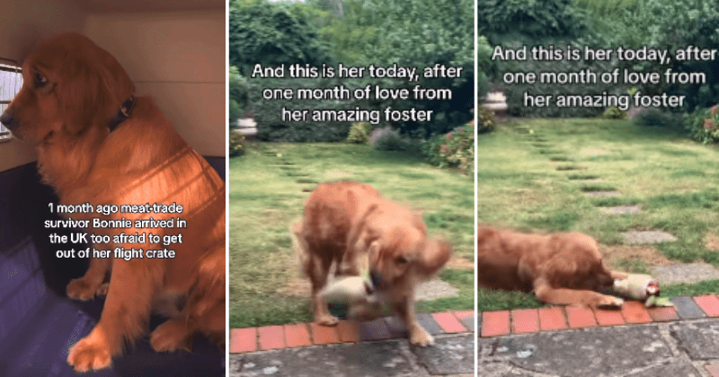The incredible transformation of a dog rescued from meat trade shows the power of love