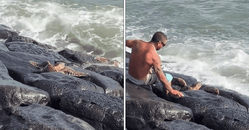 Kind stranger rescues poor sea turtle stuck between coastal rocks and wins over the internet