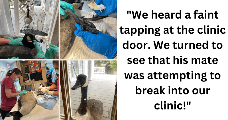 Goose refuses to leave injured mate's side when he's taken into surgery in moving display of love