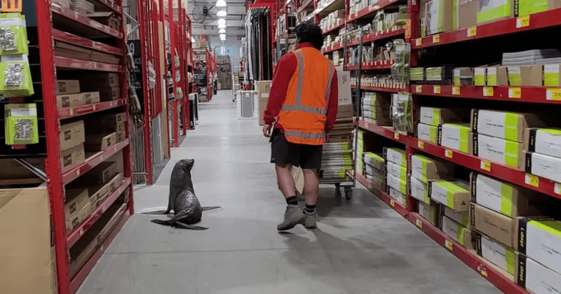 Curious seal takes a stroll through a New Zealand hardware store in a wholesome encounter