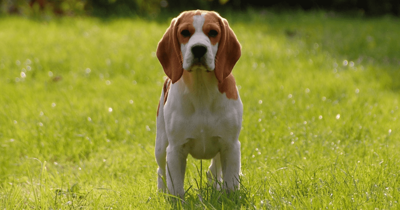 4000 Beagles bred and caged for research rescued and find safe homes