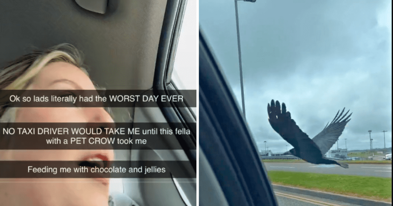 Woman feeds the crow companion of her taxi driver speeding along in a heartwarming moment