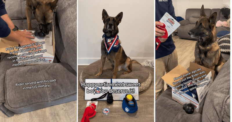 Retired military dog awarded medal and heartwarming surprise package to honor 5 years of service