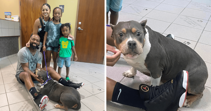 After three long years, a lost dog was finally reunited with her family: 'Microchips save lives'