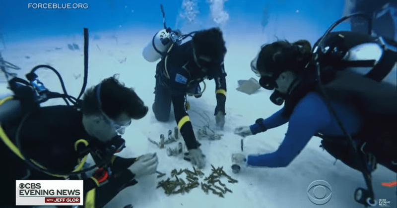 Wounded army veterans find a new purpose in helping scientists save coral reefs