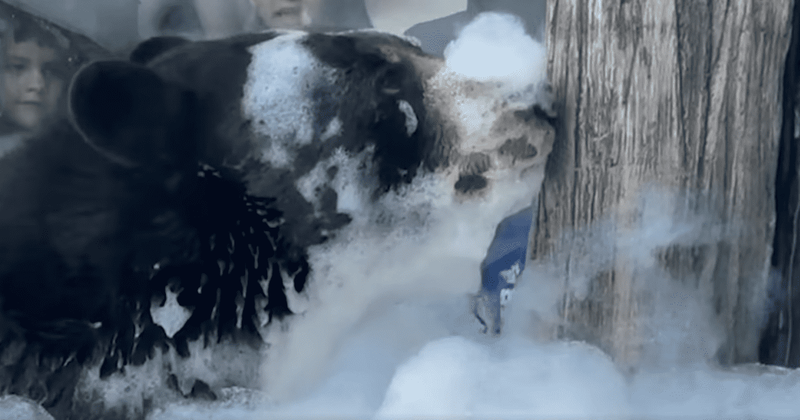 People gather to watch 10-year-old black bear enjoying first bubble bath in scorching heat