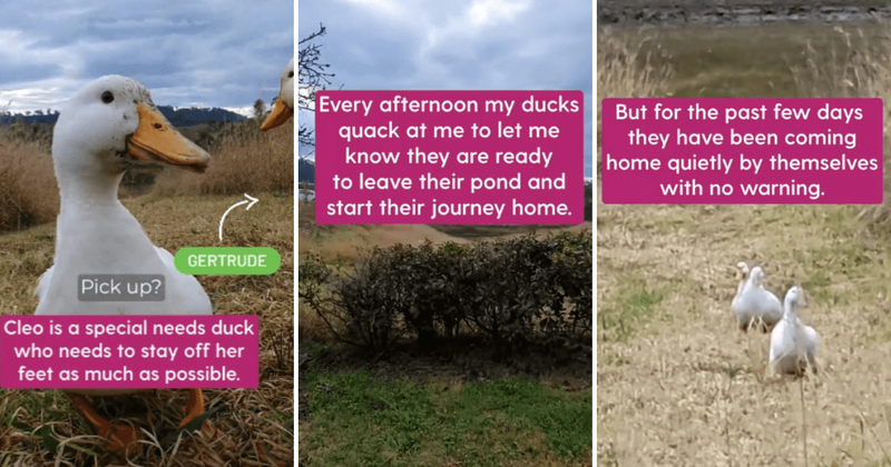 Rescue ducks adorably look out for disabled flock member during daily commute home from the pond