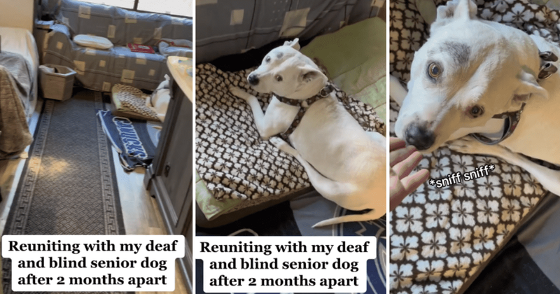 Blind and deaf dog gets emotional as her owner returns home after 2 months away