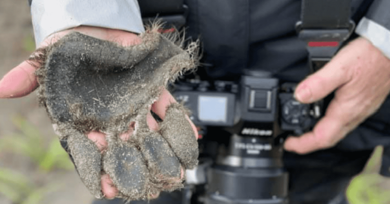 Photographer looking for bears in Alaska found an unusual and fascinating 'paw pad'