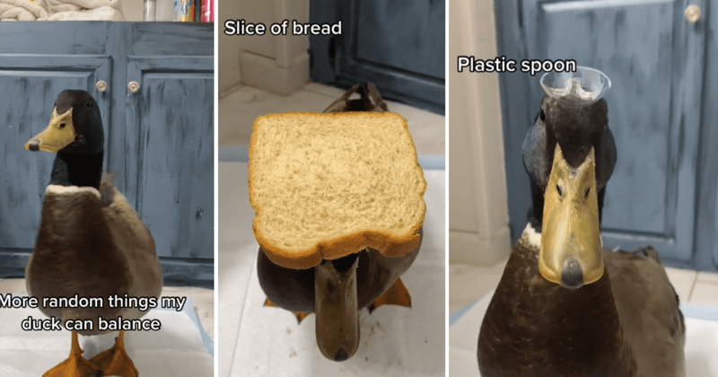 This duck can balance random things on his head like a pro and the internet is obsessed