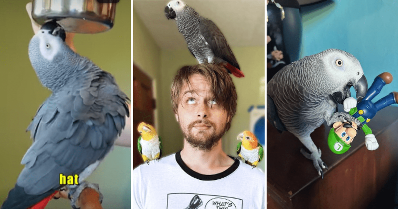 Genius parrot amazes the internet with his intelligence by identifying different objects correctly