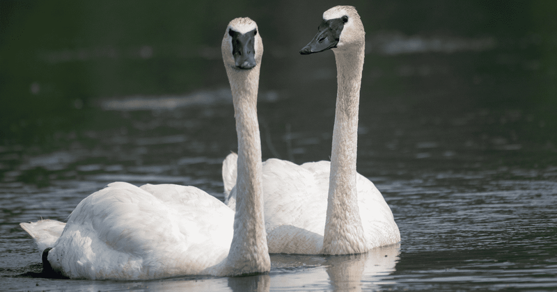 Swans at the Bishop Palace follow the age-old tradition of ringing a bell for a treat