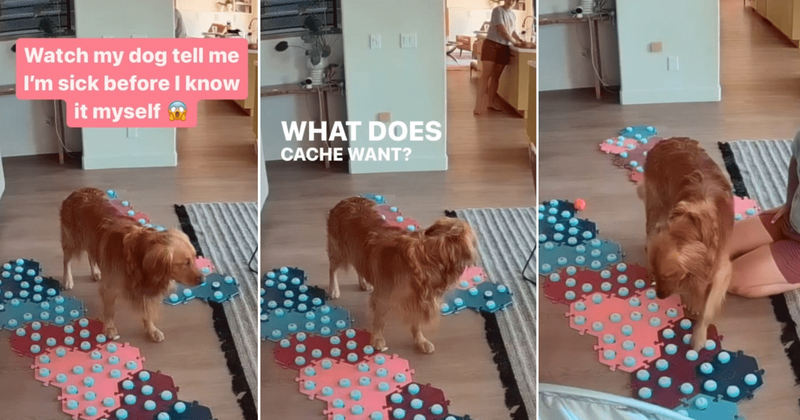 Dog incredibly predicts when his human is going to fall sick and warns her using talking buttons