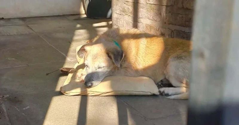 Adorable dog gets a loving home after staying at shelter for 11 long years