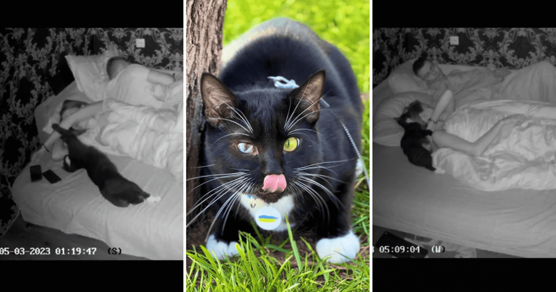 Cat parent installs camera in her bedroom to catch her feline's crazy midnight shenanigans