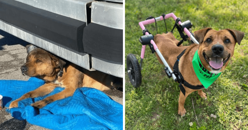 Dog severely injured in hit-and-run case found hope and healing with his new family