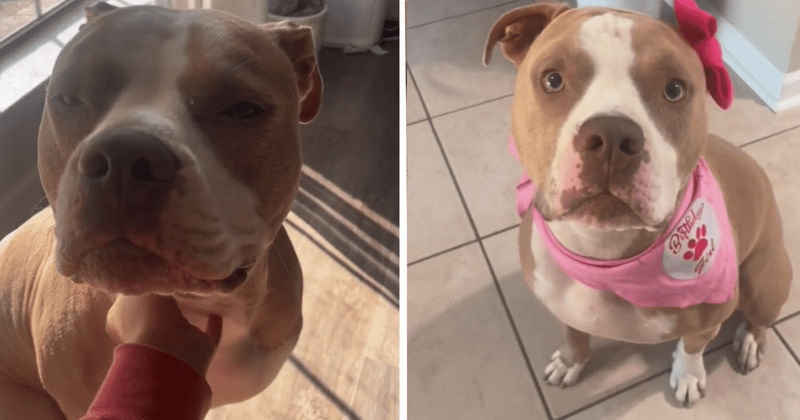 Adorable pup is lighting up the internet with her love for makeup and spa
