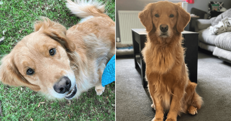 Golden retriever service dog abruptly stops playing to alert mom about medical concern just in time