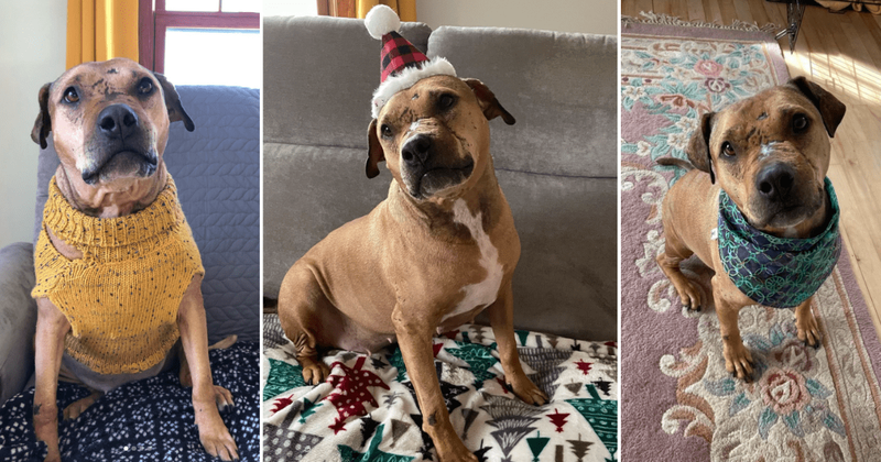 Secret admirer sends rescued dog sweet mystery packages filled with toys and treats