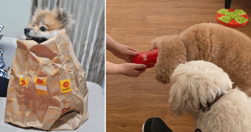 25 hilarious instances of animals snooping for food and getting caught red handed