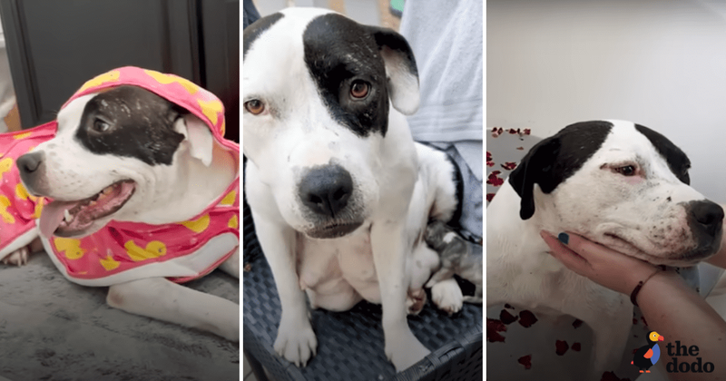 Rescued pitbull can't stop smiling when surprised with a relaxing spa day after giving birth to pups