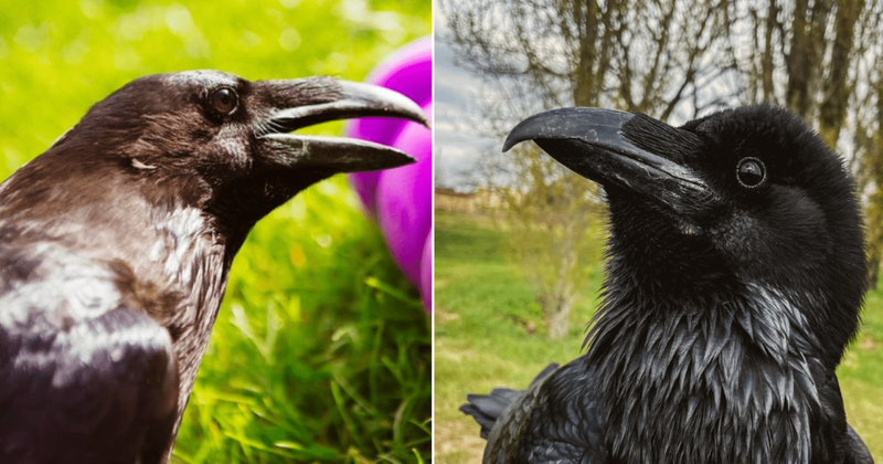 Once a victim of animal cruelty, Loki the raven is now embracing his life with newfound hope