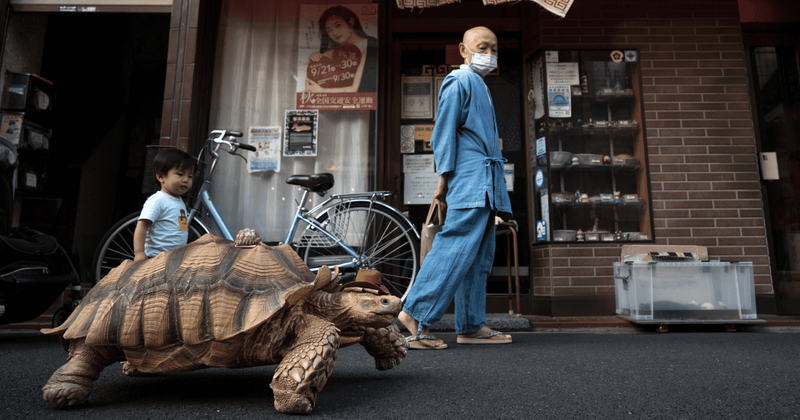 Man walks his 26-year-old turtle on the streets of Tokyo sharing a bond that defies time