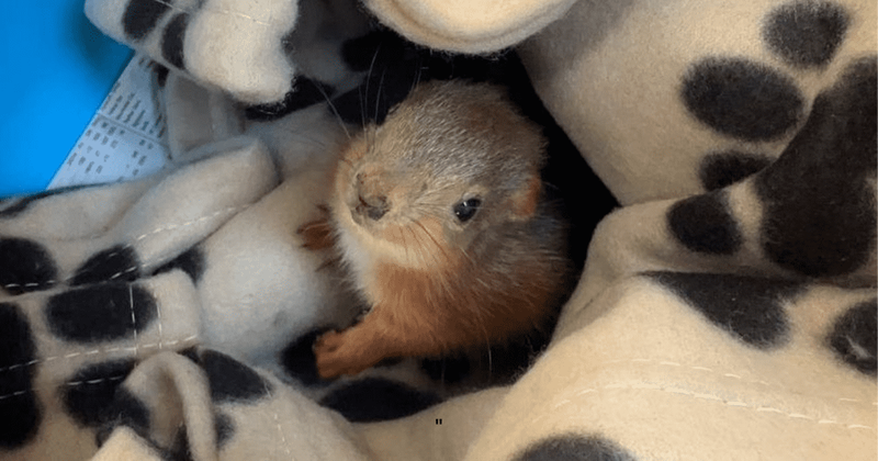 Mother hen adopts abandoned baby squirrel to provides him all love and comfort: 'Unusual rescue'