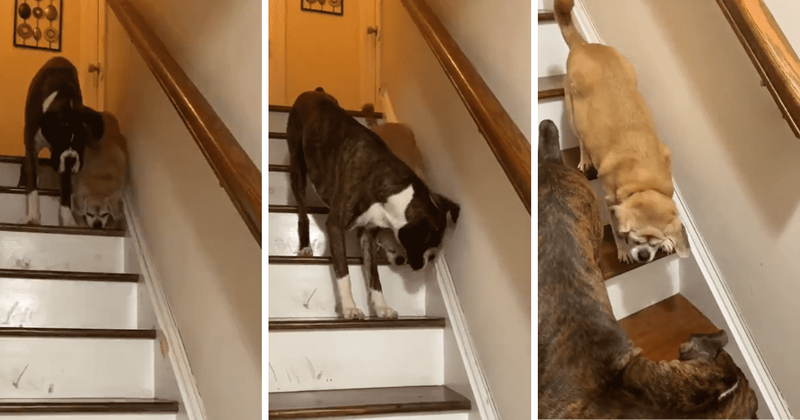 Adorable dog sets an example of kindness by helping a blind dog walk down the stairs