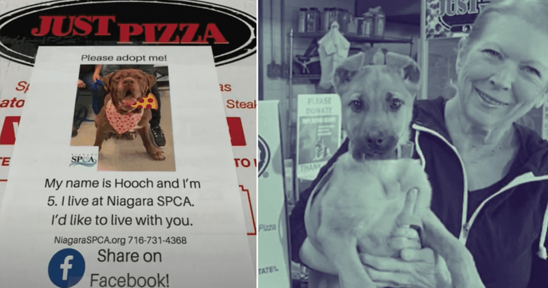 New York pizza shop earns praise for promoting dog adoption through thoughtful flyers