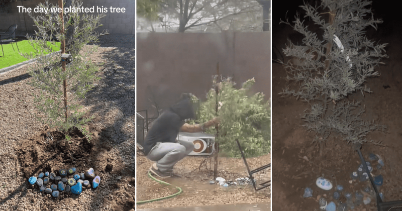 Loving father holds on to tree amidst heavy storm. He had planted it in honor of his lost son