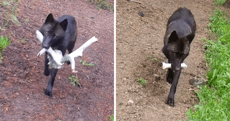 Adult wolves spotted acing parenting duties and bringing 'toys' to their pups in heartwarming clip