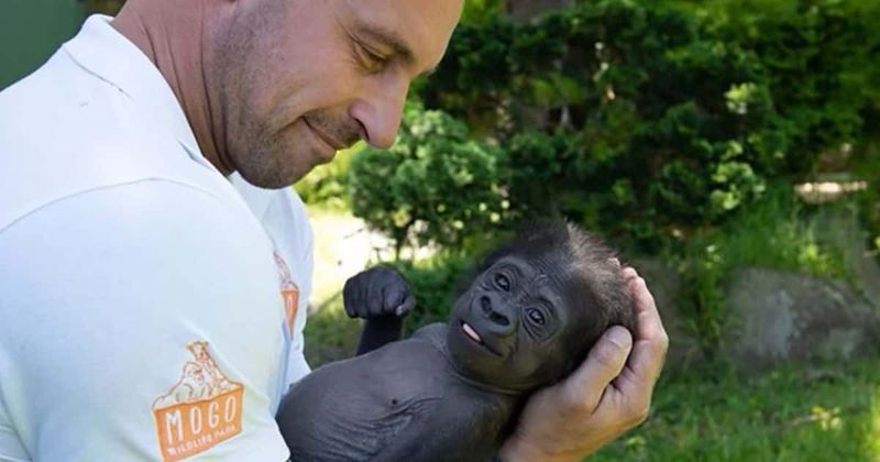 Baby gorilla, who almost died, raised by zookeeper like his own child before meeting adoptive mother