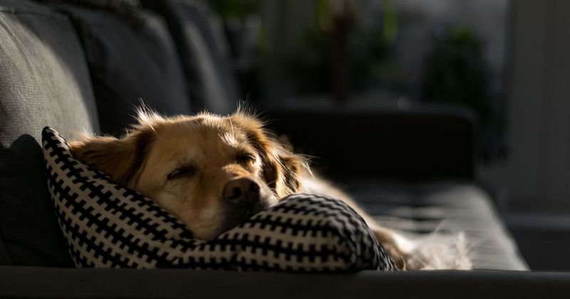 Dog gets adopted by nursing home after consistently sneaking from shelter to go visit the residents