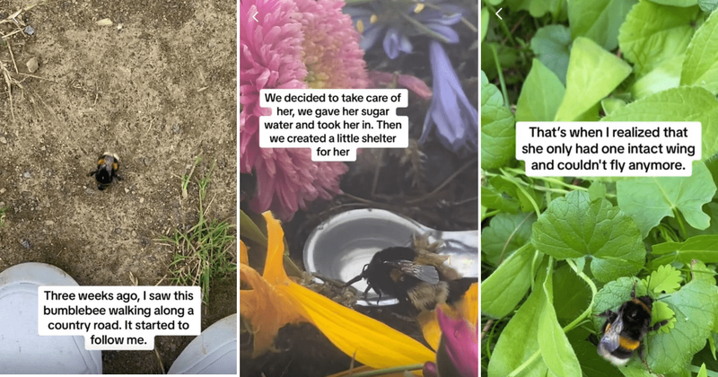 Woman nursed an injured bumblebee back to health and ended up adopting it: 'We built her a cave'
