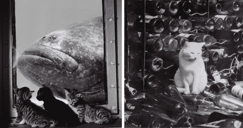 25 vintage pictures of cats that prove they've always been one of nature's best creations