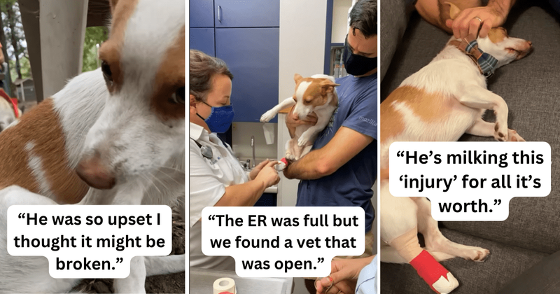 Dramatic dog has hilariously exaggerated reaction to suffering a $150 'injury' at the dog park
