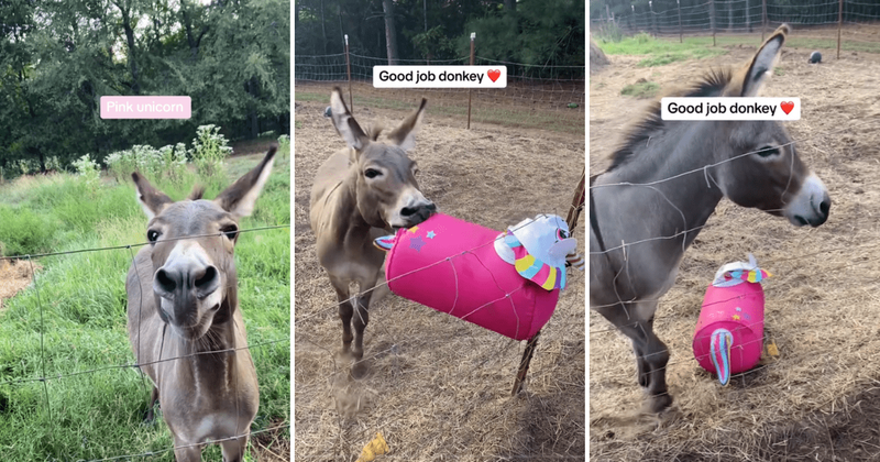 Donkey the donkey adores toys and his latest love is a vibrant unicorn: 'He's so happy'