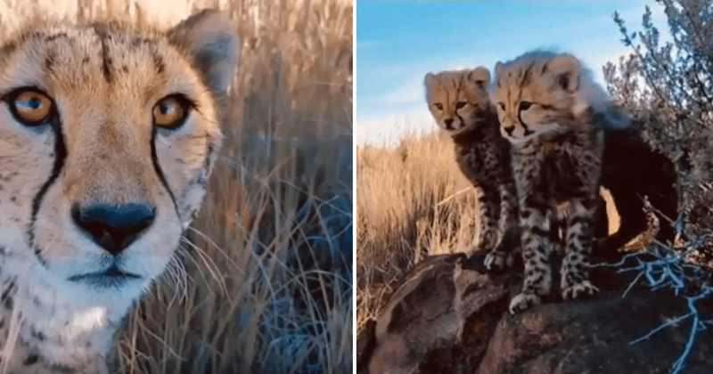 Mama cheetah introduces friendly photographer to her adorable cubs: 'Found a babysitter'
