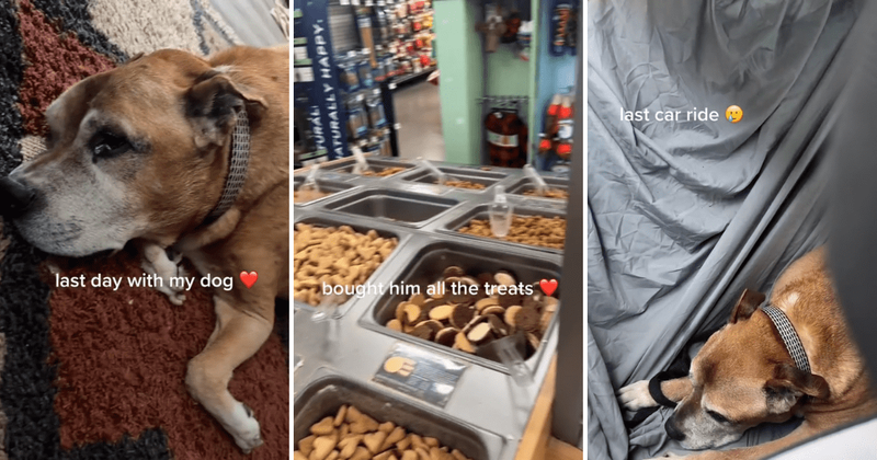 Woman makes her adorable dog's last day extra special with delicious breakfast, treats and car ride