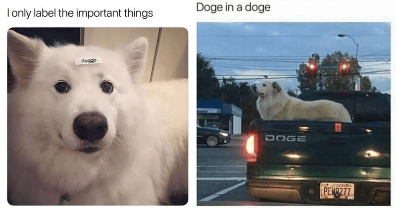 25 dog memes because we all need some of that goofy canine energy in our lives