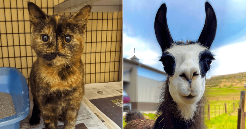 25 adorable animals who have the most impressive and unique fur patterns and markings
