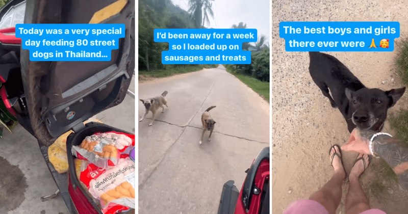 Man who feeds 80 dogs daily receives heartwarming welcome from furry friends after a week