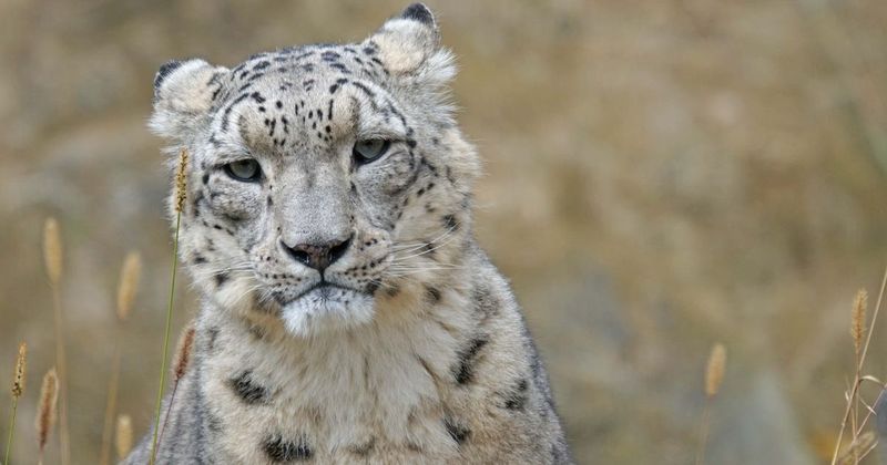 Bhutan records a nearly 40 percent increase in snow leopard numbers in 'milestone achievement'