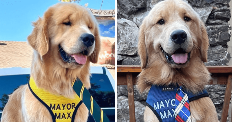 California town's dapper dog mayor marks one year in office: 'He ate three of his ties in a month'